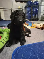 Orange , a female Goldendoodle for sale in Salisbury, NC – Photo 9 of 9