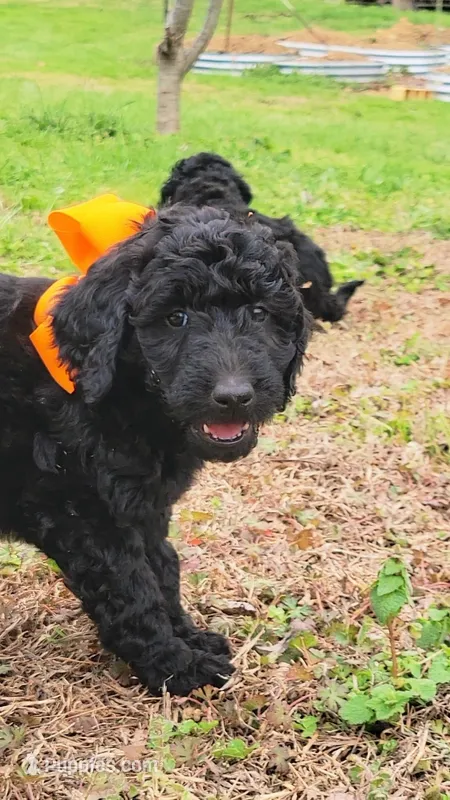 Orange  – Goldendoodle puppy for sale in Salisbury, NC