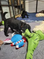 Orange , a female Goldendoodle for sale in Salisbury, NC – Photo 5 of 9