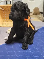 Orange , a female Goldendoodle for sale in Salisbury, NC – Photo 4 of 9