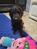 Orange , a female Goldendoodle for sale in Salisbury, NC – Photo 6 of 9