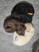 Orange , a female Goldendoodle for sale in Salisbury, NC – Photo 8 of 9