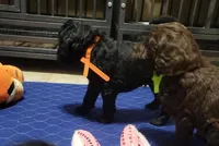 Orange , a female Goldendoodle for sale in Salisbury, NC – Photo 2 of 9