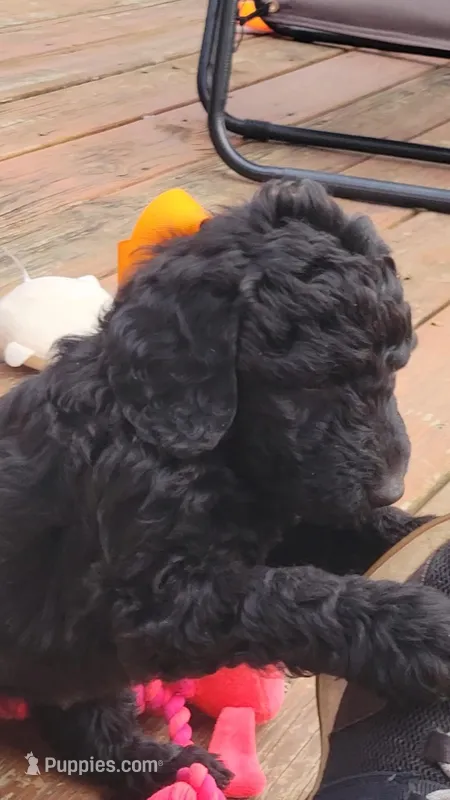 Orange  – Goldendoodle puppy for sale in Salisbury, NC