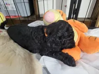 Orange , a female Goldendoodle for sale in Salisbury, NC – Photo 7 of 9