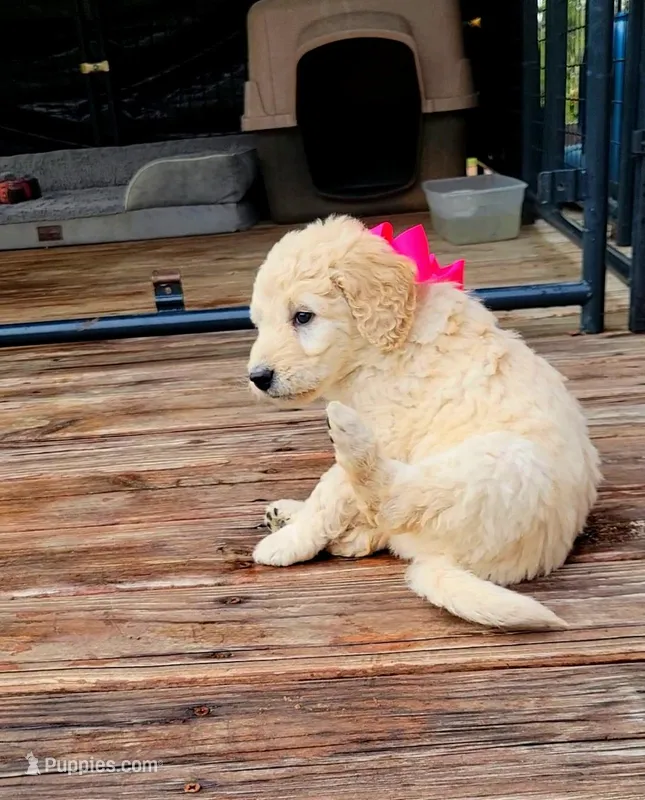 Panda – Goldendoodle puppy for sale in Salisbury, NC