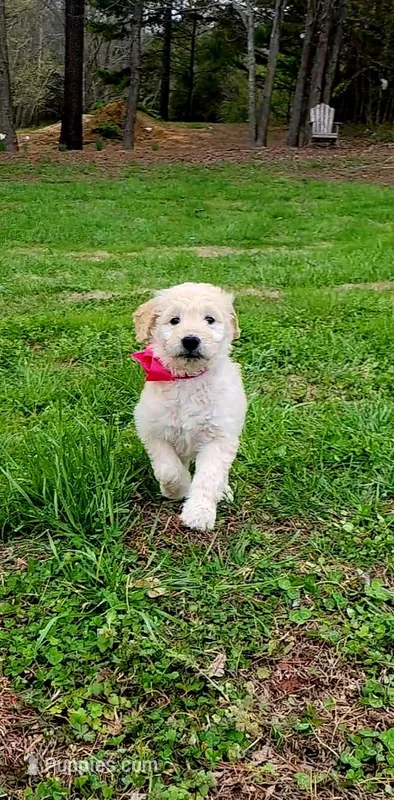 Panda – Goldendoodle puppy for sale in Salisbury, NC
