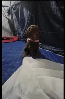 Pink, a female Goldendoodle for sale in Salisbury, NC – Photo 3 of 8