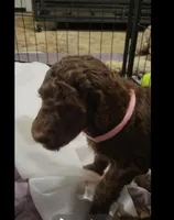 Pink, a female Goldendoodle for sale in Salisbury, NC – Photo 2 of 8