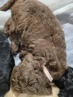 Pink, a female Goldendoodle for sale in Salisbury, NC – Photo 7 of 8