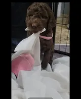 Pink, a female Goldendoodle for sale in Salisbury, NC – Photo 1 of 8