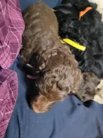 Pink, a female Goldendoodle for sale in Salisbury, NC – Photo 8 of 8