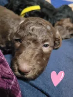 Pink, a female Goldendoodle for sale in Salisbury, NC – Photo 5 of 8
