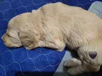 Panda, a female Goldendoodle for sale in Salisbury, NC – Photo 7 of 9