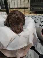 Neon, a female Goldendoodle for sale in Salisbury, NC – Photo 8 of 9