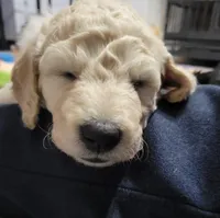 Panda, a female Goldendoodle for sale in Salisbury, NC – Photo 4 of 9