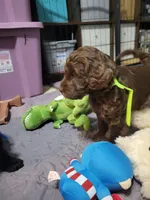 Neon, a female Goldendoodle for sale in Salisbury, NC – Photo 9 of 9