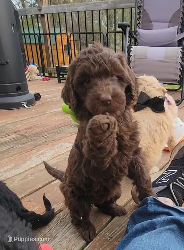 Neon – Goldendoodle puppy for sale in Salisbury, NC