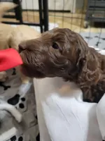 Neon, a female Goldendoodle for sale in Salisbury, NC – Photo 6 of 9