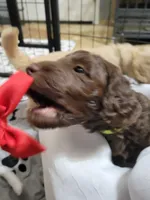 Neon, a female Goldendoodle for sale in Salisbury, NC – Photo 7 of 9