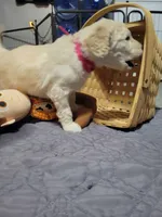 Panda, a female Goldendoodle for sale in Salisbury, NC – Photo 6 of 9