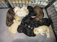 Panda, a female Goldendoodle for sale in Salisbury, NC – Photo 9 of 9