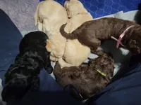 Neon, a female Goldendoodle for sale in Salisbury, NC – Photo 4 of 9