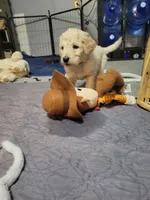 Panda, a female Goldendoodle for sale in Salisbury, NC – Photo 8 of 9