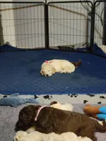 Panda, a female Goldendoodle for sale in Salisbury, NC – Photo 5 of 9