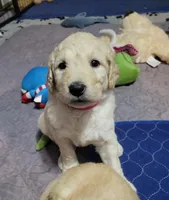 Panda, a female Goldendoodle for sale in Salisbury, NC – Photo 3 of 9
