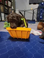 Neon, a female Goldendoodle for sale in Salisbury, NC – Photo 5 of 9