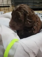 Neon, a female Goldendoodle for sale in Salisbury, NC – Photo 3 of 9