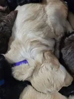 Purple, a male Goldendoodle for sale in Salisbury, NC – Photo 9 of 10