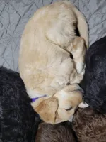 Purple, a male Goldendoodle for sale in Salisbury, NC – Photo 7 of 10