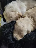 Purple, a male Goldendoodle for sale in Salisbury, NC – Photo 8 of 10