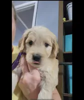 Purple, a male Goldendoodle for sale in Salisbury, NC – Photo 2 of 10