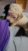 Purple, a male Goldendoodle for sale in Salisbury, NC – Photo 4 of 10
