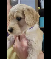 Purple, a male Goldendoodle for sale in Salisbury, NC – Photo 1 of 10
