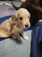 Purple, a male Goldendoodle for sale in Salisbury, NC – Photo 6 of 10