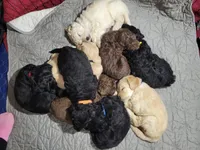 Purple, a male Goldendoodle for sale in Salisbury, NC – Photo 10 of 10