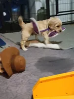 Black, a male Goldendoodle for sale in Salisbury, NC – Photo 5 of 8