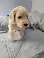 Black, a male Goldendoodle for sale in Salisbury, NC – Photo 7 of 8