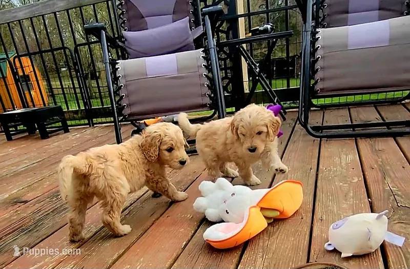 Black – Goldendoodle puppy for sale in Salisbury, NC