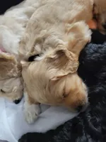 Black, a male Goldendoodle for sale in Salisbury, NC – Photo 8 of 8