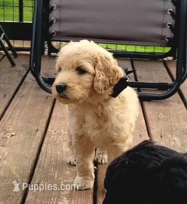 Black – Goldendoodle puppy for sale in Salisbury, NC