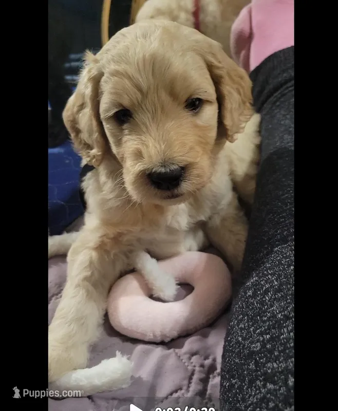 Black – Goldendoodle puppy for sale in Salisbury, NC