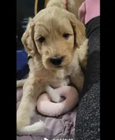 Black, a male Goldendoodle for sale in Salisbury, NC – Photo 1 of 8