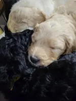 Black, a male Goldendoodle for sale in Salisbury, NC – Photo 6 of 8