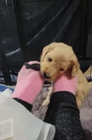 Black, a male Goldendoodle for sale in Salisbury, NC – Photo 3 of 8