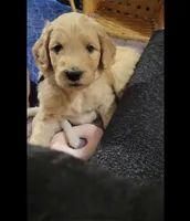 Black, a male Goldendoodle for sale in Salisbury, NC – Photo 2 of 8